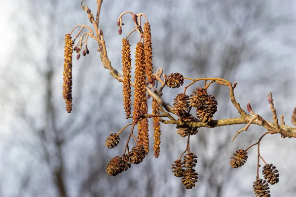 Aliso europeo, Alnus glutinosa, árbol, primer plano de conos y amentos a principios de primavera — Foto de Stock