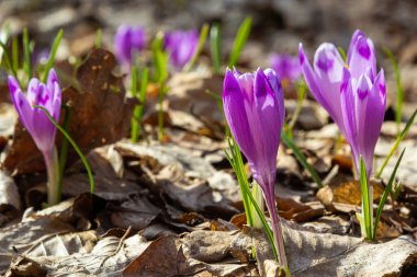 Mor renkli kır çiçekleri, Crocus tommasinianus, Barr 'ın moru, ilkbaharda açan, yan manzara, yeşil yeşillik arka plan.