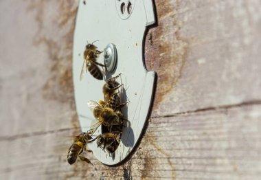 Arıların çoğu çiçek nektarı ve çiçek poleniyle arı kovanına girip çıkıyor. Çiçeklerden nektar toplayan arı sürüsü. Sağlıklı organik çiftlik balı.