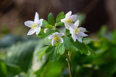 Sahte Anemone ya da Isopyrum thalictroides, çiçek açan ilkbahar erken dönem Avrupa bitkisi yerleşim alanları, Ranunculaceae familyası Avrasya yerlisi.
