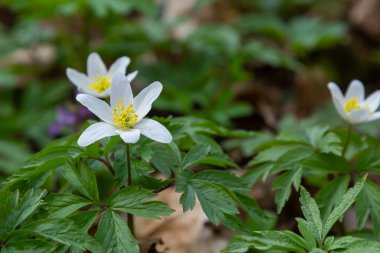 Anemone nemorosa çiçekleri güneşli bir günde ormanda. Yaban şakayığı, yel çiçekleri, yosun.