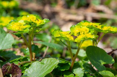 Yumuşak kenarlı, çiçek açan Golden Saxifrage Chrysosplenium alternifolium. Seçici odaklanma. İyileştirici özelliği var. Sarı pınar Küçük çiçekler.