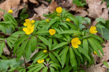 İlkbaharda vahşi ormanda anemon sarısı Anemone ranunculoides açar..
