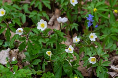 Anemone nemorosa, Anemon cinsine ait bir çiçekli bitkidir. Makro fotoğraf
