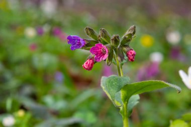 Pulmonaria officinalis ya da yaygın adıyla Ciğerotu, Mary 'nin gözyaşları ya da Meryem Ana' nın süt damlaları Pulmonaria familyasından sonsuza dek yeşil otçul bir bitki türü..