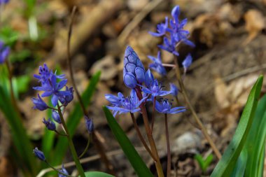 İlkbahar ormanlarında, güneş diskinin arka planında, ephemeroid bitkisi Scilla bifolia çiçek açar. Scilla bifolia doğal yaşam alanında..