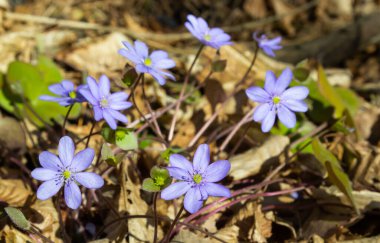 Bir grup güzel, mor ilk bahar çiçekleri - kır çiçekleri - Büyük mavi hepatika, Hepatica transsilvanica, ilkbaharın başlarında parlak güneş ışığı altında. Güzel çiçek manzarası arka planı.
