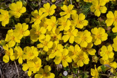 Potentilla arenasının küçük çiçekleri fototerm çayırında. Kum toprağında yetişen yabani sarı çiçekler..
