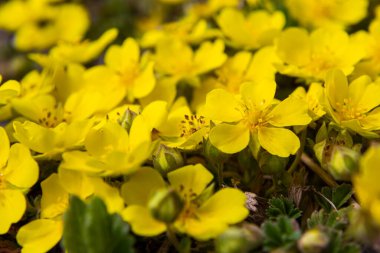 Potentilla arenasının küçük çiçekleri fototerm çayırında. Kum toprağında yetişen yabani sarı çiçekler..
