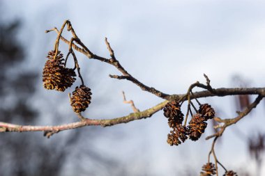 Avrupa alfabesi, Alnus glutinosa, ağaç, baharın başlarında koni ve catkins yakın plan.
