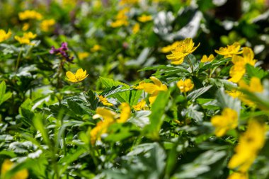 Anemone ranunculoides, sarı anemon, sarı ahşap anemon ya da düğün çiçeği şakayığı.