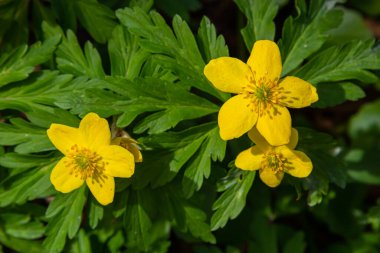 Anemone ranunculoides, sarı anemon, sarı ahşap anemon ya da düğün çiçeği şakayığı.