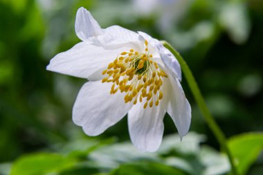 Ağaçların ve mavi gökyüzünün bulanık arka planına sahip beyaz çiçekler. Meşe ormanlarında güzel nemorolar çiçek açıyor. Çiçek mevsimlik duvar kâğıdı.