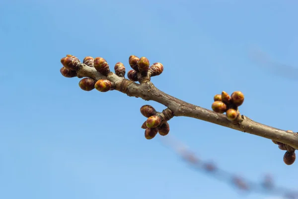 Brotando Botões Galho Árvore Início Primavera Macro — Fotografia de Stock