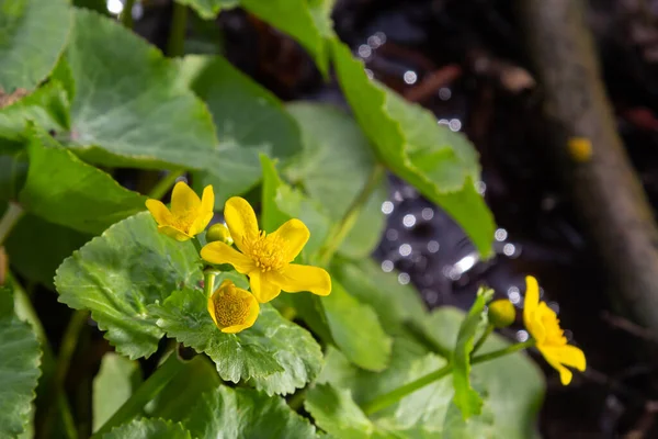 Marsh Marigold Caltha Palustris Flores Amarillas Sobre Telón Fondo Agua — Foto de Stock