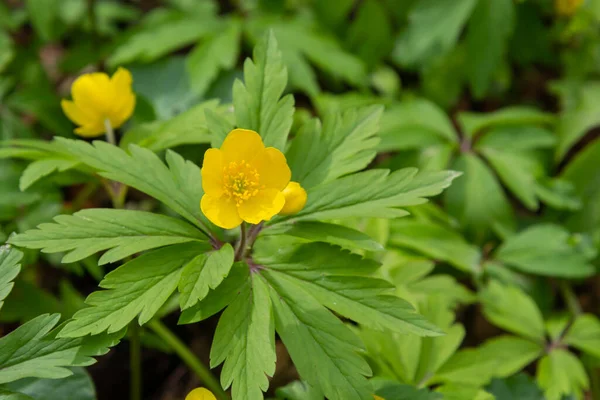 Spring Wild Forest Blooms Anemone Yellow Anemone Ranunculoides — стоковое фото