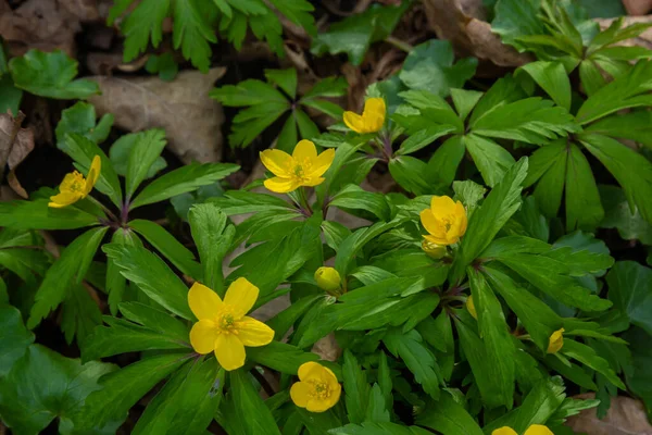 Frühling Blüht Den Wilden Wäldern Die Anemone Ranunculoides — Stockfoto