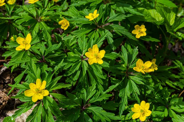 Anemone ranunculoides, sarı anemon, sarı ahşap anemon ya da düğün çiçeği şakayığı.