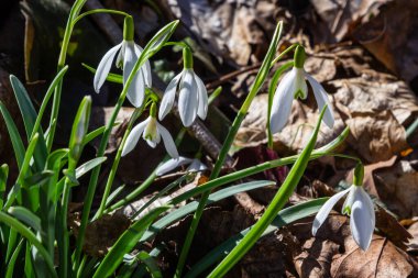 Beyaz kardelen çiçeği, yaklaş. Galanthus çiçekleri, baharın başlarında, yeşil arka planda güneş tarafından aydınlatılan bulanık bir çiçek. Amaryllidaceae familyasındaki Galanthus nivalis ampul, daimi bitkisi..