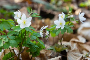 Sahte Anemone ya da Isopyrum thalictroides, çiçek açan ilkbahar erken dönem Avrupa bitkisi yerleşim alanları, Ranunculaceae familyası Avrasya yerlisi.