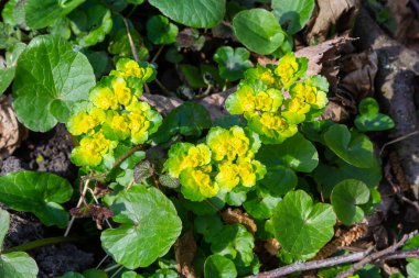 Yumuşak kenarlı, çiçek açan Golden Saxifrage Chrysosplenium alternifolium. Seçici odaklanma. İyileştirici özelliği var. Sarı pınar Küçük çiçekler.