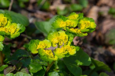 Yumuşak kenarlı, çiçek açan Golden Saxifrage Chrysosplenium alternifolium. Seçici odaklanma. İyileştirici özelliği var. Sarı pınar Küçük çiçekler.