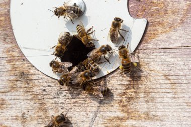 Arıların çoğu çiçek nektarı ve çiçek poleniyle arı kovanına girip çıkıyor. Çiçeklerden nektar toplayan arı sürüsü. Sağlıklı organik çiftlik balı.