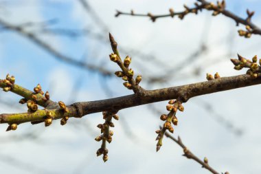 Bahar başında ağaç dalında tomurcuklanan tomurcuklar.