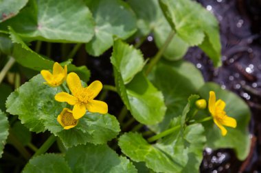 Bir bataklıkta, Alder orman çiçeği Caltha palustris içinde.