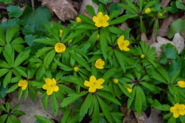 İlkbaharda vahşi ormanda anemon sarısı Anemone ranunculoides açar..