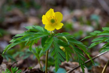 İlkbaharda vahşi ormanda anemon sarısı Anemone ranunculoides açar..