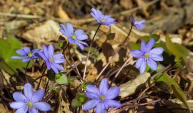 Bir grup güzel, mor ilk bahar çiçekleri - kır çiçekleri - Büyük mavi hepatika, Hepatica transsilvanica, ilkbaharın başlarında parlak güneş ışığı altında. Güzel çiçek manzarası arka planı.