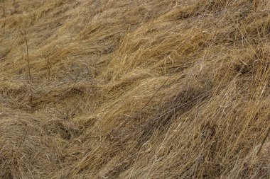 Rüzgâr ve yağmurun altında ezdiği kuru çimenler bir tarlada yatıyor. Sarı ölü ot, doğal arka plan..