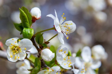 Prunus divaricata, Bahar çiçekleri, Prunus Divaricata, Bahar Sakaru mevsiminde açan beyaz çiçekler. Makro yakın çekim.