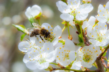 Kafkas eriği çiçekli bal arısı. Prunus cerasifera var.divaricata.