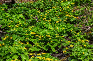 Bir bataklıkta, Alder orman çiçeği Caltha palustris içinde.