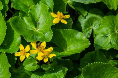 Bataklık göleti suyunun zeminine karşı Marigold Caltha palustris sarı çiçekleri. Vahşi bataklık çiçekleri zehirli, Marigold Caltha homeopatide kullanılır..