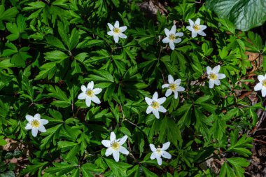 Anemone Nemorosa 'nın beyaz bahar çiçekleri baharda, güneşli bir günde orman zemininde.