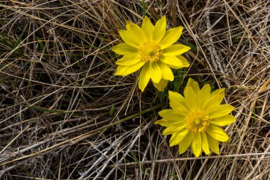 Adonis vernalis, sping garden'da çok yıllık bir çiçekli bitkidir. Adonis vernalis tıbbi bir bitkidir. Doğal arka planda sarı Adonis çiçekleri.