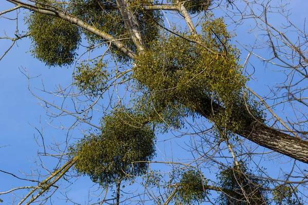 A sick withered tree attacked by mistletoe, viscum. They are woody, obligate hemiparasitic shrubs.