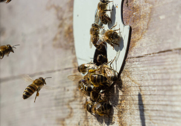 Многие пчелы возвращаются в пчелиный улей и входят в улей с собранным цветочным нектаром и цветочной пыльцой. Рой пчел, собирающих нектар с цветов. Здоровый органический фермерский мед.