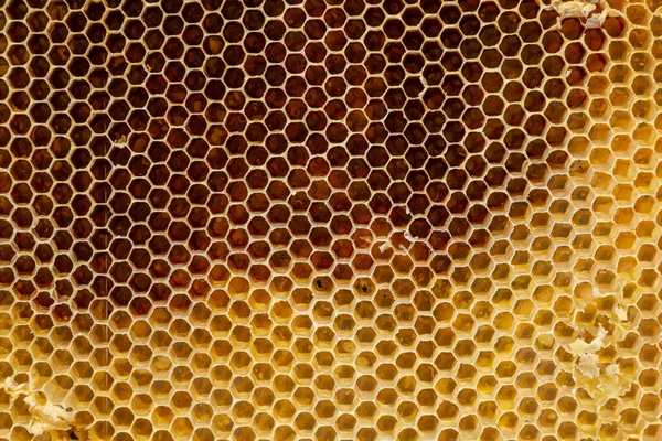 Background Texture Pattern Section Wax Honeycomb Bee Hive Filled Golden — Stock Photo, Image