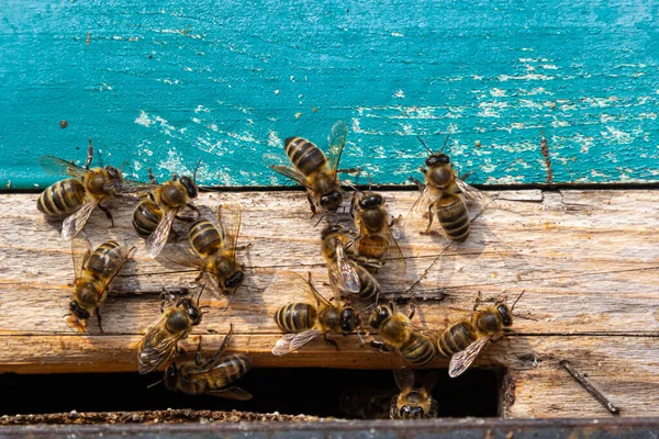 Honeybees Entering Hive Bees Entrance Hive Close Blue Background Hive — Stock Photo, Image