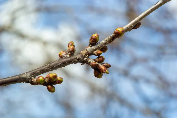 Brotando Botões Galho Árvore Início Primavera Macro — Fotografia de Stock