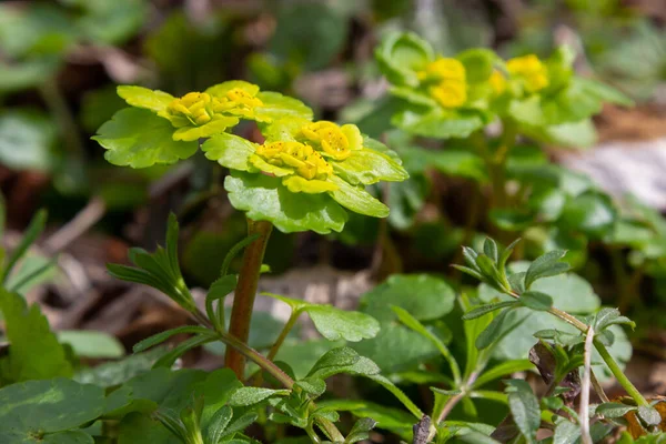 Yumuşak kenarlı, çiçek açan Golden Saxifrage Chrysosplenium alternifolium. Seçici odaklanma. İyileştirici özelliği var. Sarı pınar Küçük çiçekler.
