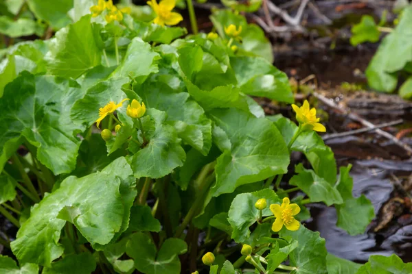Bataklık göleti suyunun zeminine karşı Marigold Caltha palustris sarı çiçekleri. Vahşi bataklık çiçekleri zehirli, Marigold Caltha homeopatide kullanılır..
