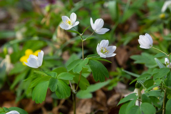 Anemone nemorosa çiçekleri güneşli bir günde ormanda. Yaban şakayığı, yel çiçekleri, yosun.