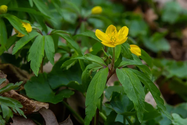 İlkbaharda vahşi ormanda anemon sarısı Anemone ranunculoides açar..