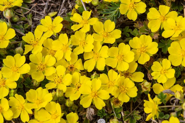 Potentilla arenasının küçük çiçekleri fototerm çayırında. Kum toprağında yetişen yabani sarı çiçekler..