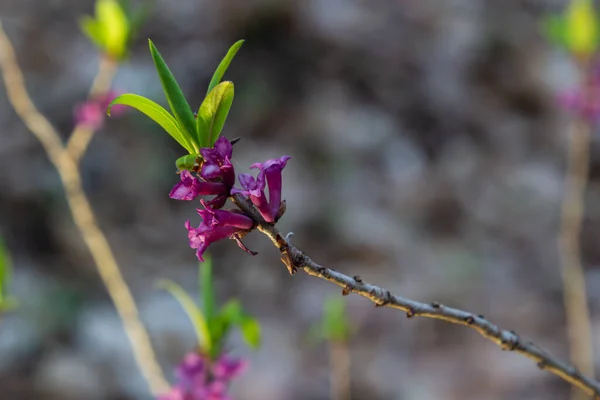 Pink Flowers February Daphne Daphne Mezereum Blooming Sunny Spring Day — Stock Photo, Image